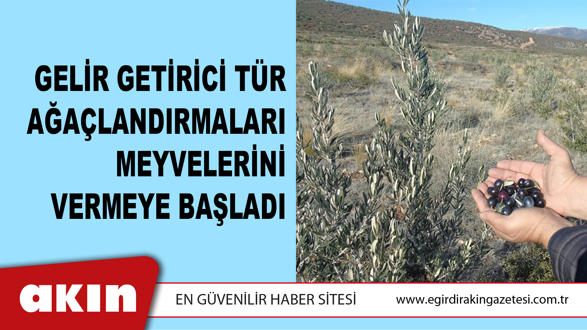 Gelir Getirici Tür Ağaçlandırmaları Meyvelerini Vermeye Başladı
