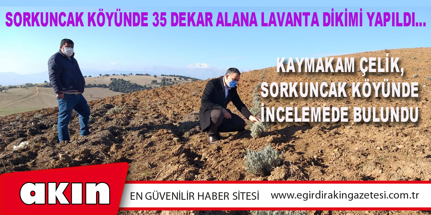 Sorkuncak Köyünde 35 Dekar Alana Lavanta Dikimi Yapıldı…