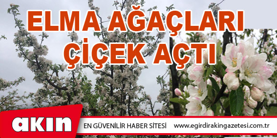 Elma Ağaçları Çiçek Açtı