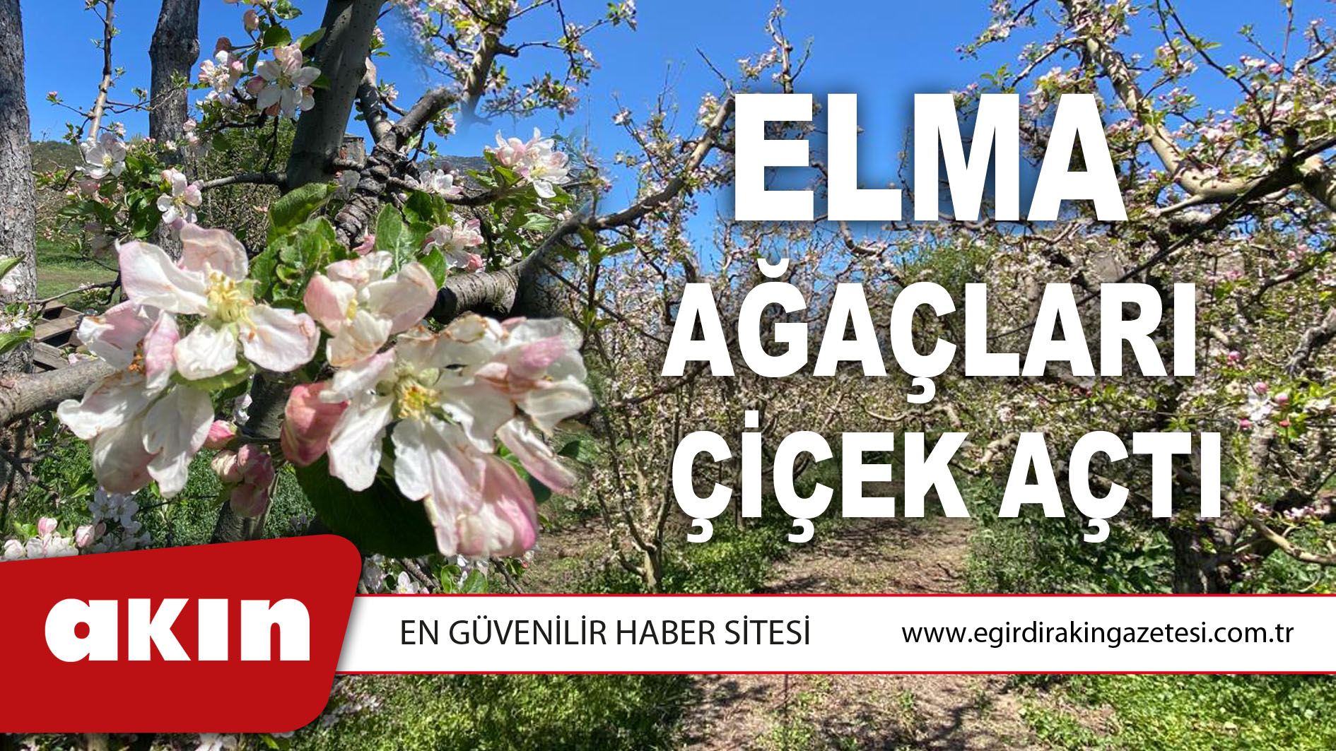 Elma Ağaçları Çiçek Açtı