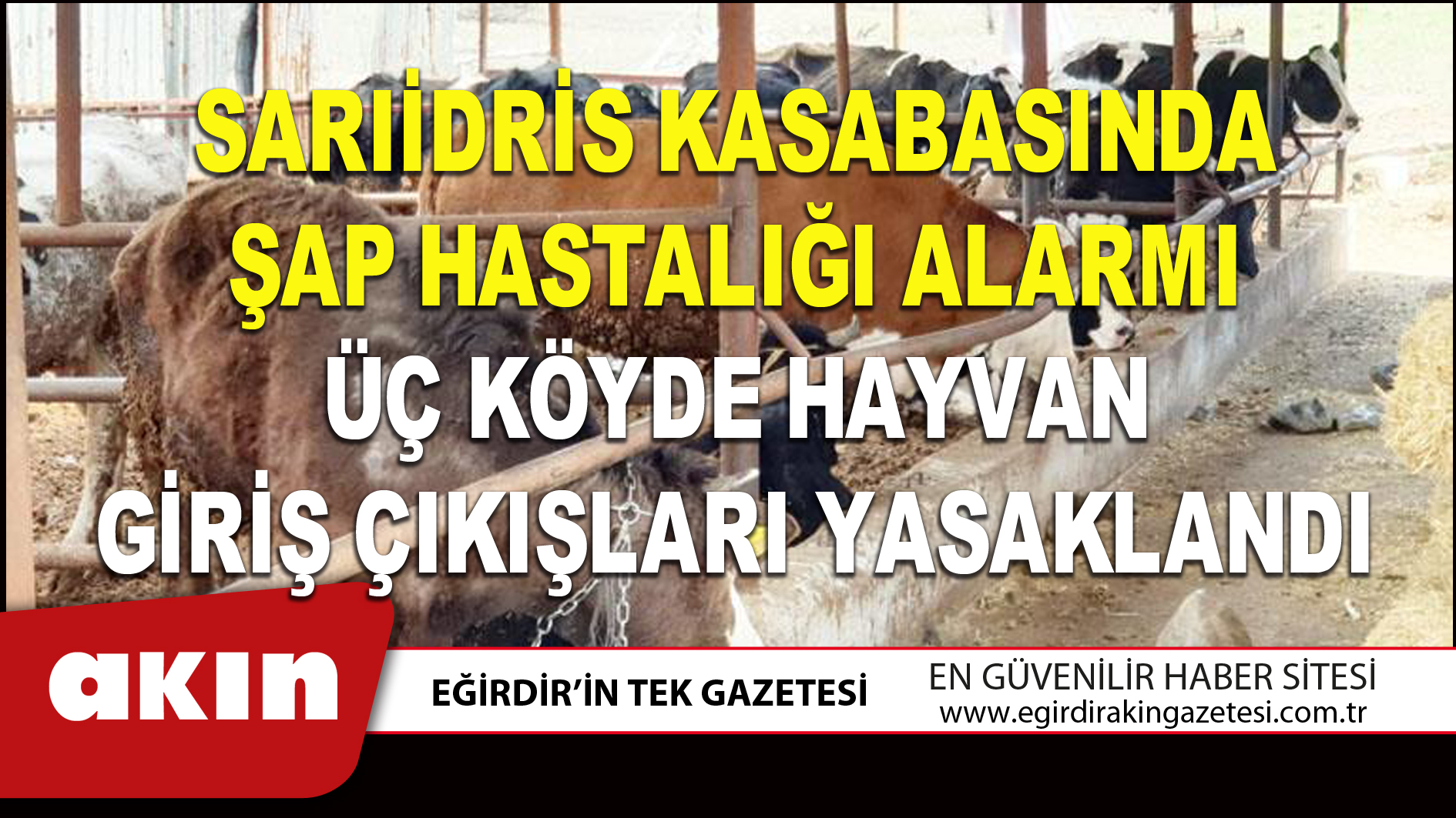 eğirdir haber,akın gazetesi,egirdir haberler,son dakika,SARIİDRİS KASABASINDA ŞAP HASTALIĞI ALARMI