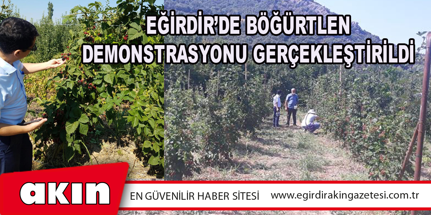 Eğirdir’de Böğürtlen Demonstrasyonu Gerçekleştirildi