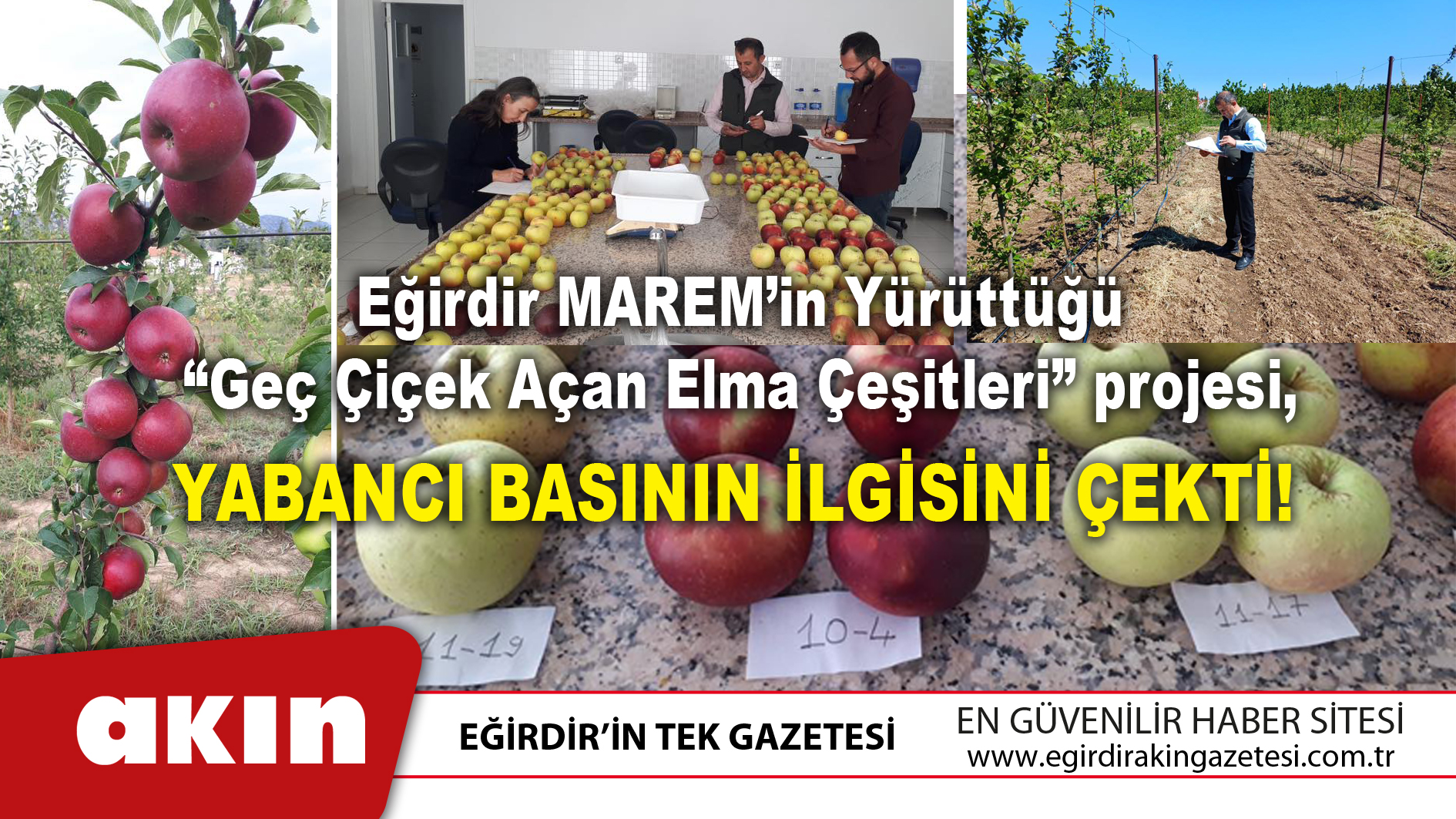 eğirdir haber,akın gazetesi,egirdir haberler,son dakika,Yerli Elma Islahı Dünya Gündeminde