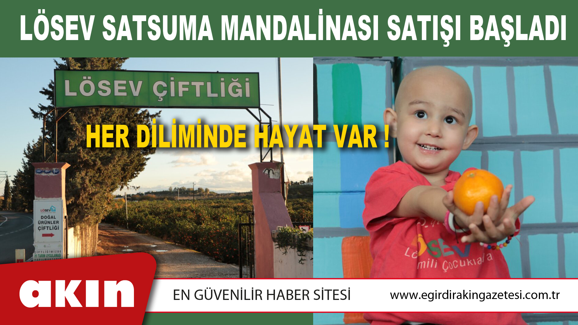 LÖSEV SATSUMA MANDALİNASI SATIŞI BAŞLADI