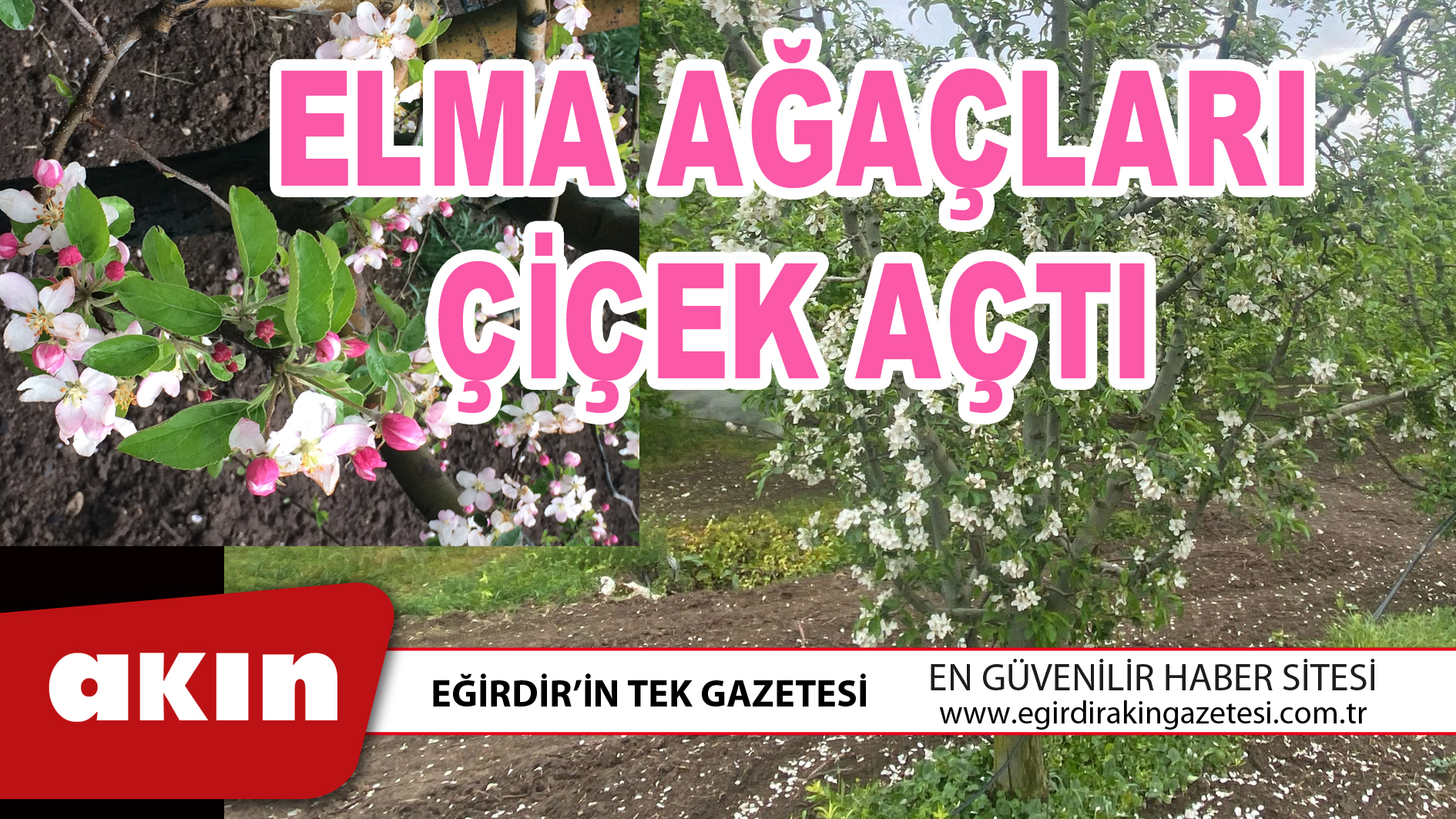 ELMA AĞAÇLARI ÇİÇEK AÇTI