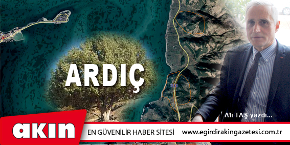 eğirdir haber,akın gazetesi,egirdir haberler,son dakika,Ardıç