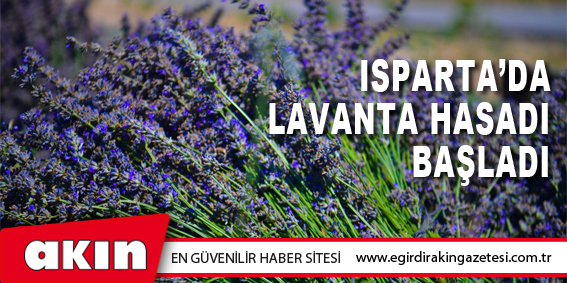 Isparta’da Lavanta Hasadı Başladı