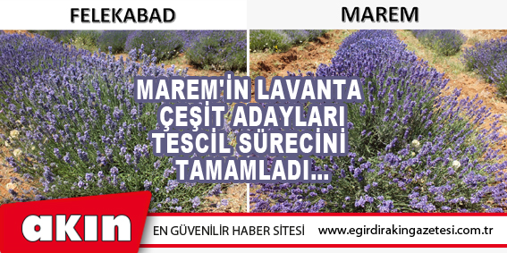MAREM'in Lavanta Çeşit Adayları Tescil Sürecini Tamamladı…