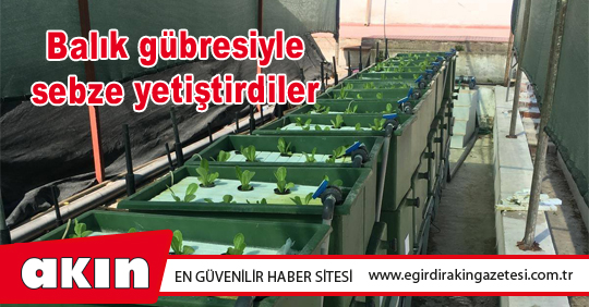Balık gübresiyle sebze yetiştirdiler