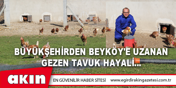 Büyükşehirden Beyköy'e Uzanan Gezen Tavuk Hayali…