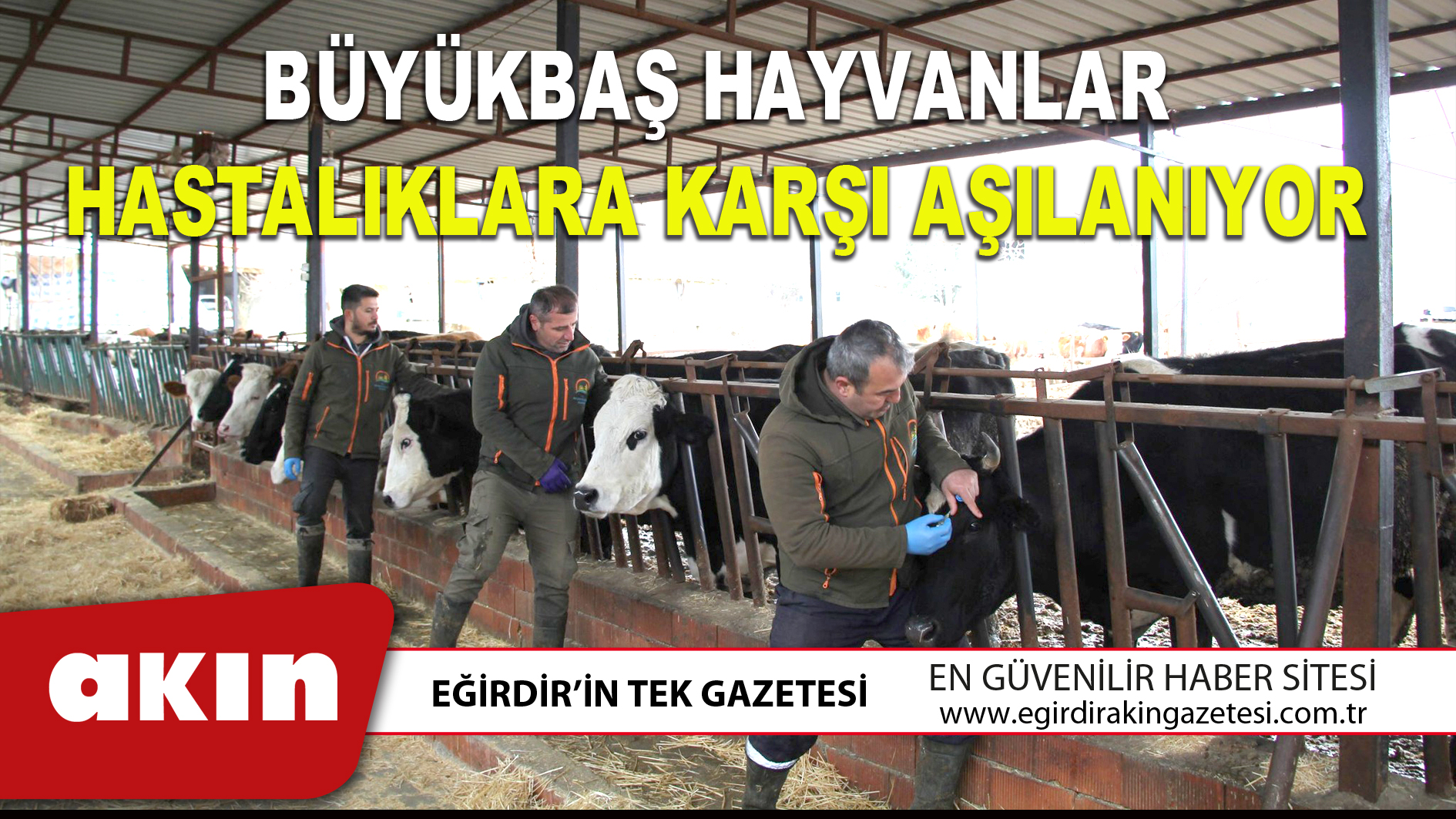 BÜYÜKBAŞ HAYVANLAR HASTALIKLARA KARŞI AŞILANIYOR