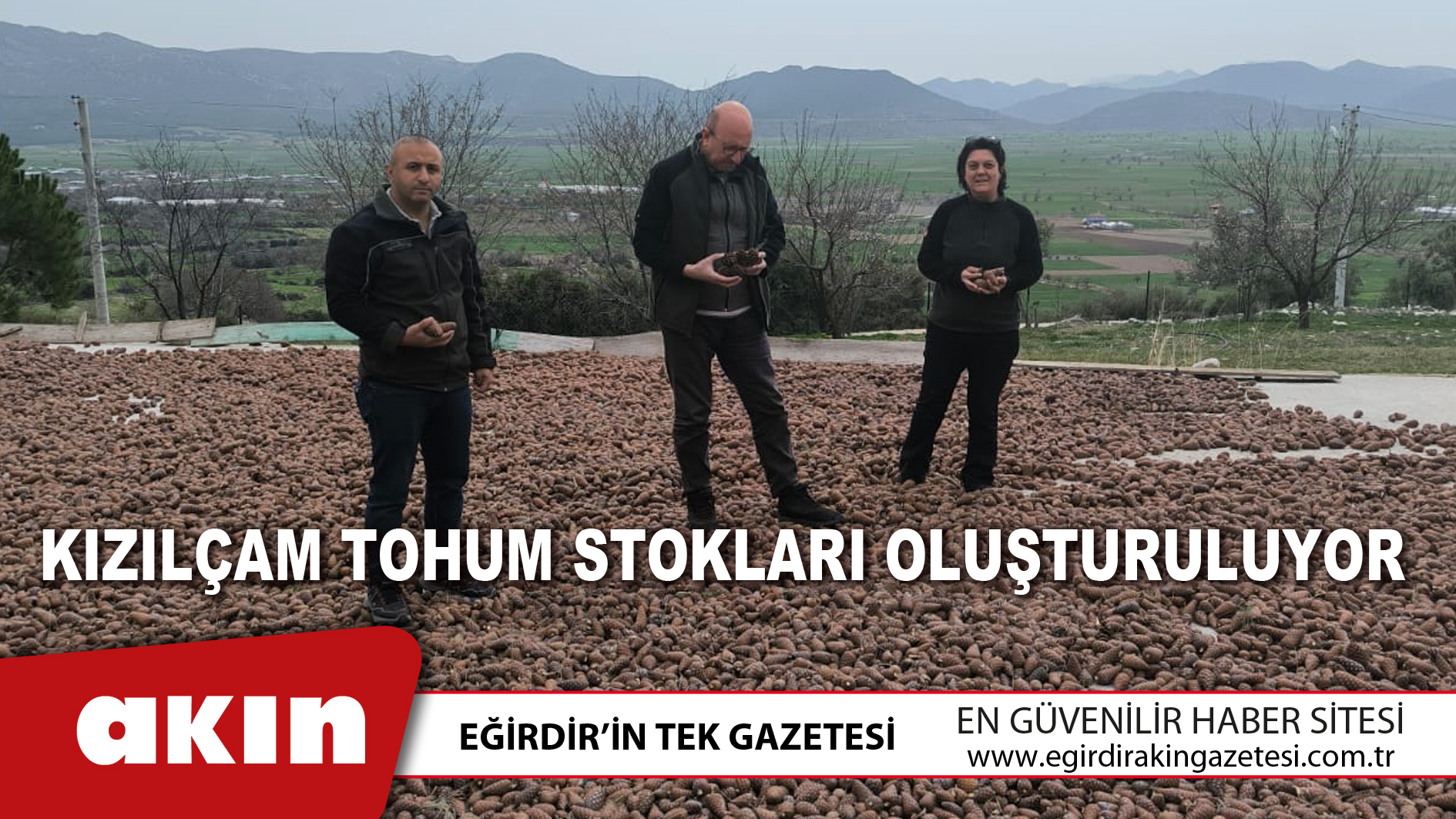 Kızılçam Tohum Stokları Oluşturuluyor