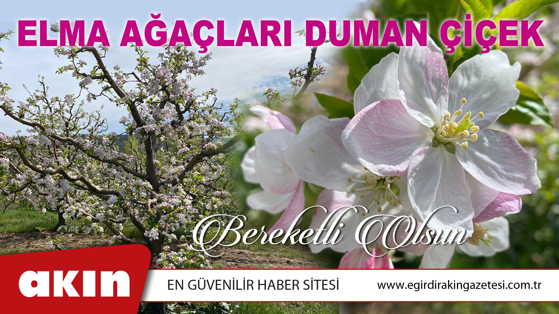 Elma Ağaçları Duman Çiçek