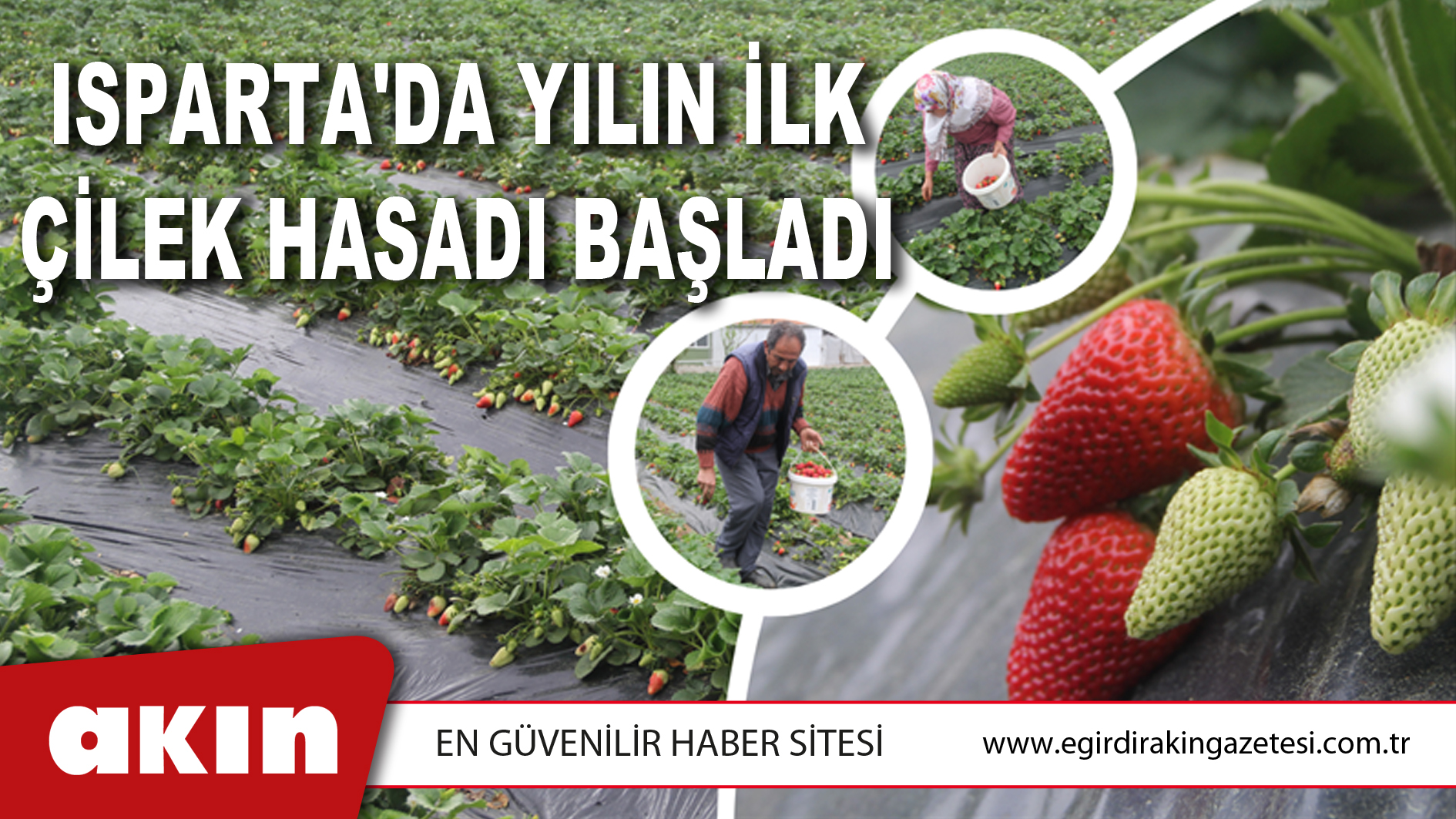 ISPARTA'DA YILIN İLK ÇİLEK HASADI BAŞLADI