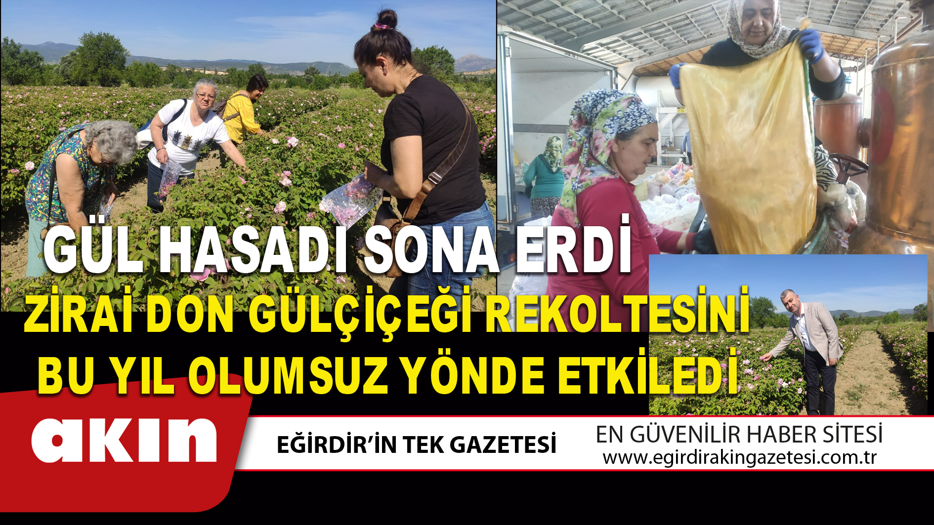 GÜL HASADI SONA ERDİ