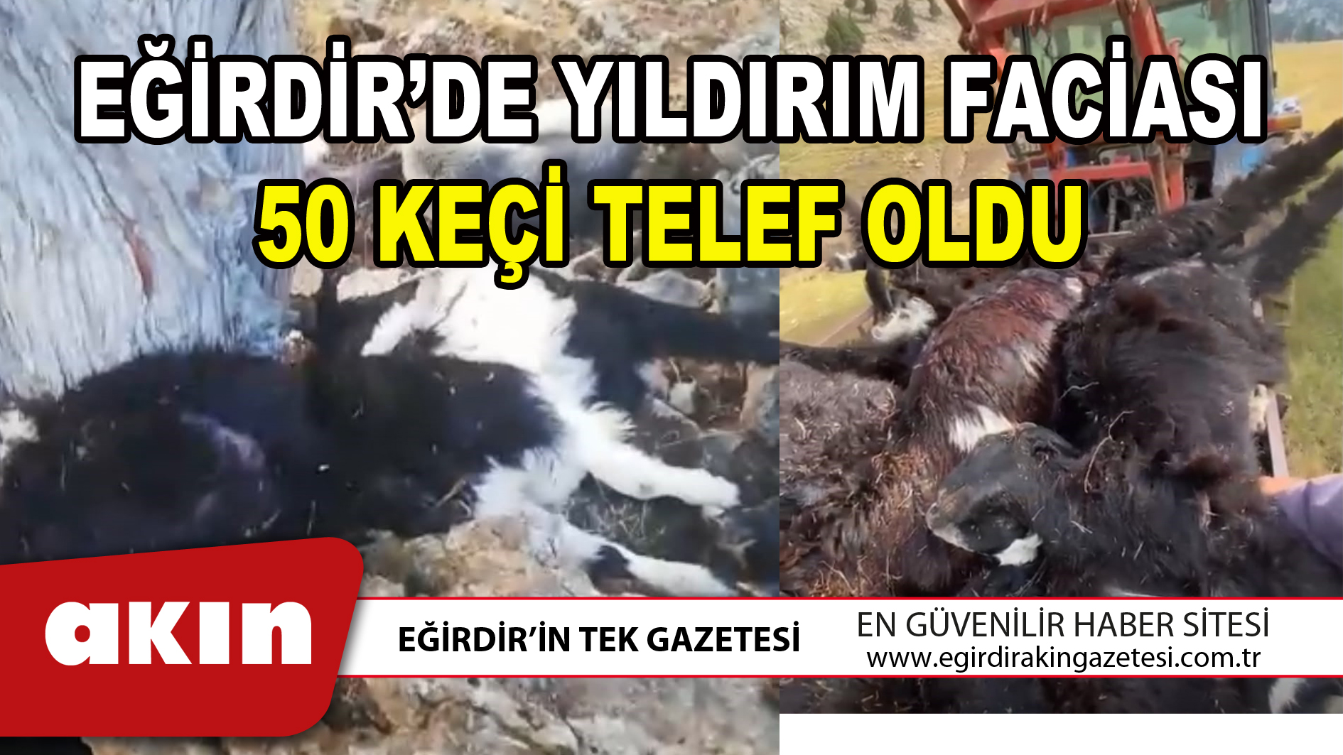 EĞİRDİR’DE YILDIRIM FACİASI: 50 KEÇİ TELEF OLDU