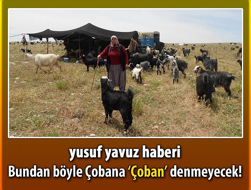 Bundan böyle Çobana 