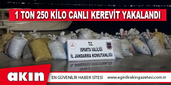 1 TON 250 KİLO CANLI KEREVİT YAKALANDI