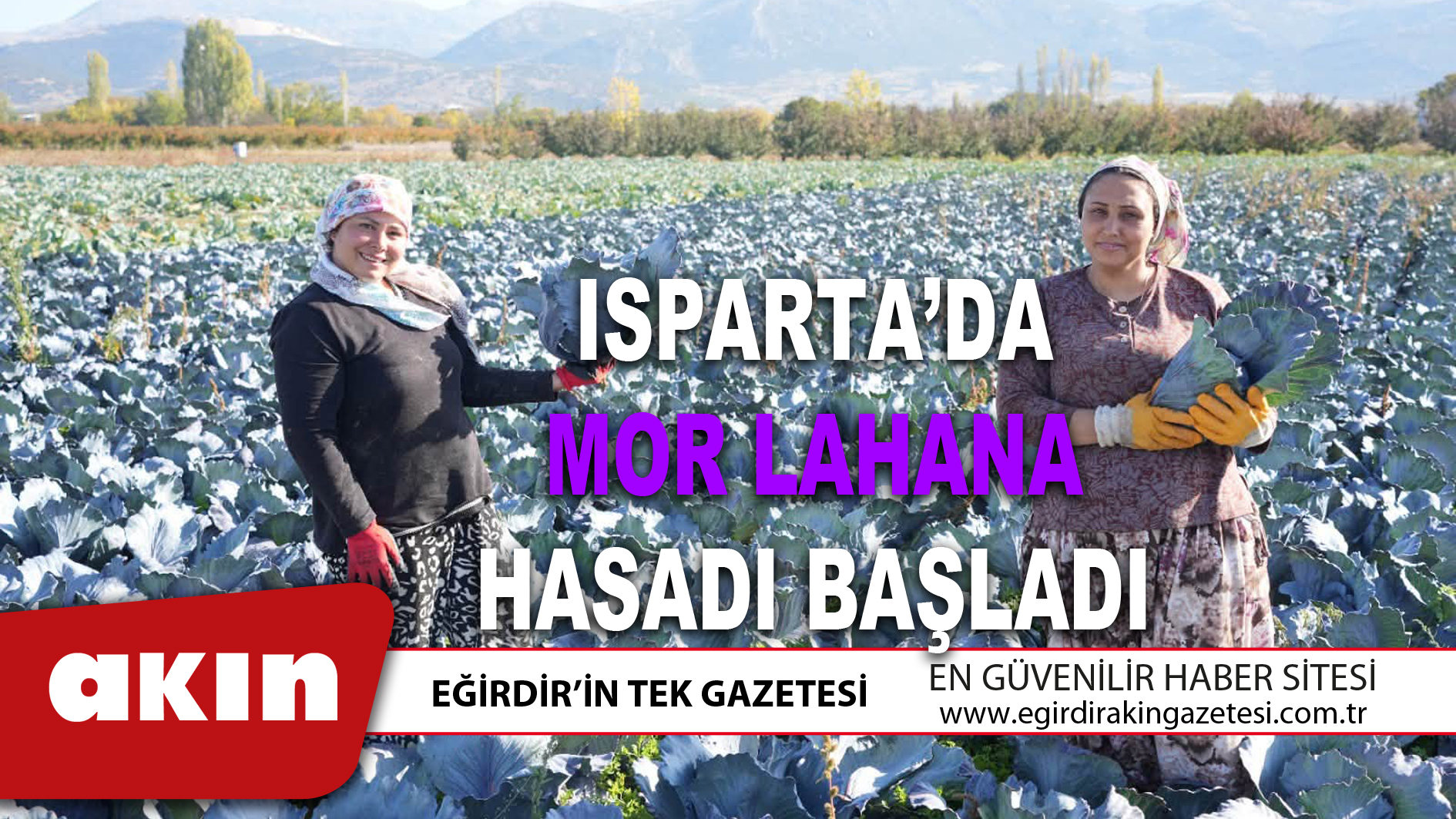 eğirdir haber,akın gazetesi,egirdir haberler,son dakika,ISPARTA’DA MOR LAHANA HASADI BAŞLADI