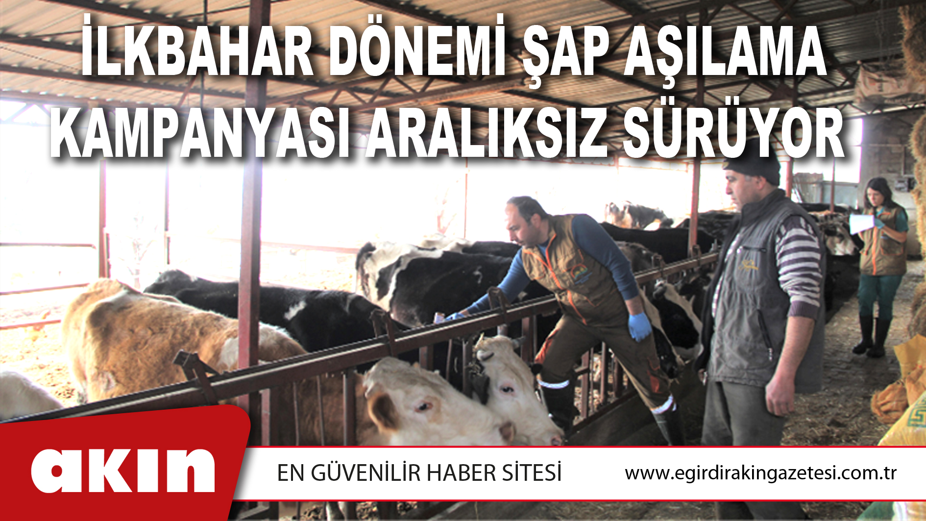 ​ İlkbahar Dönemi Şap Aşılama Kampanyası Aralıksız Sürüyor