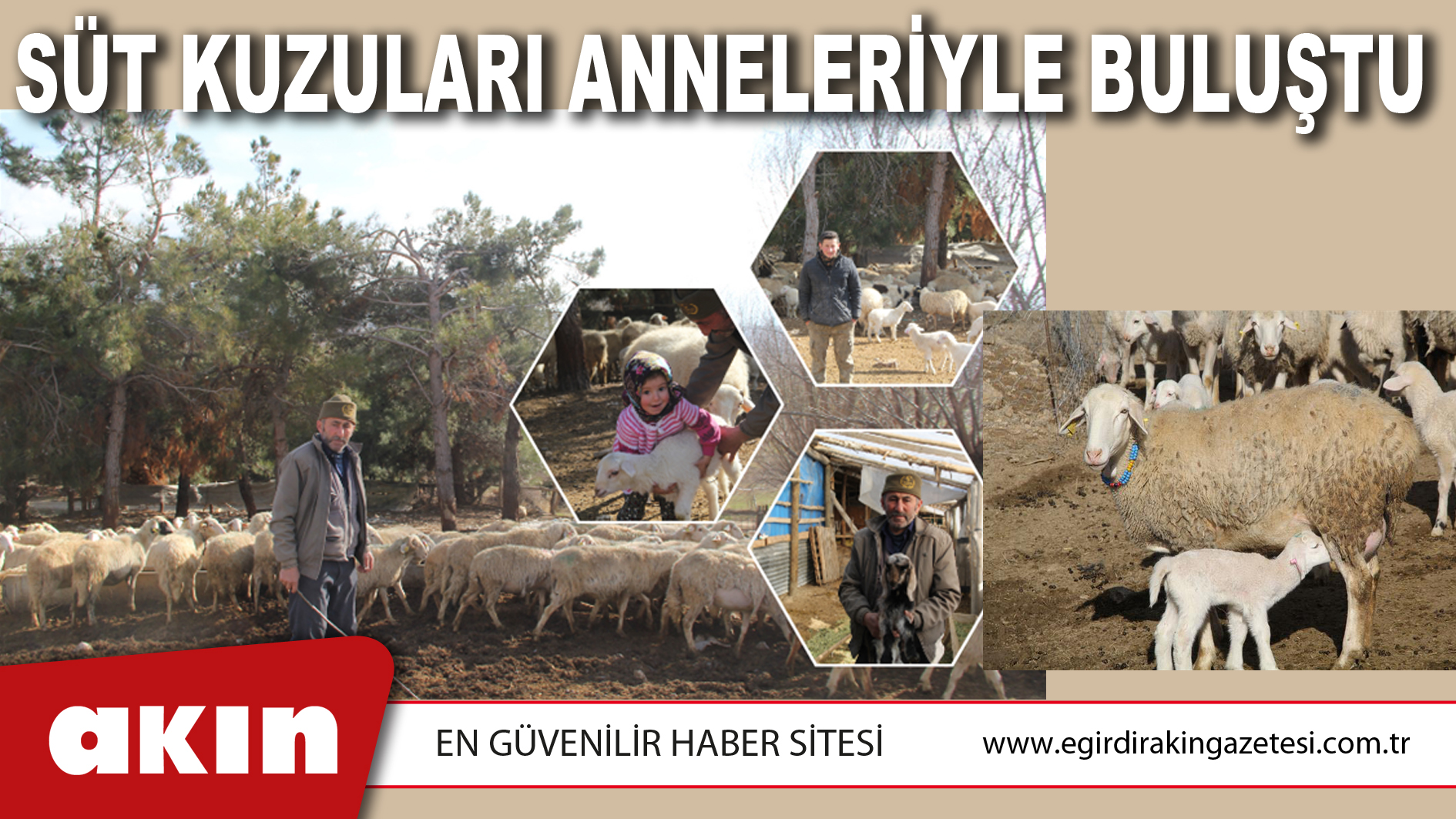 Süt Kuzuları Anneleriyle Buluştu