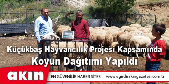 Küçükbaş Hayvancılık Projesi Kapsamında Koyun Dağıtımı Yapıldı