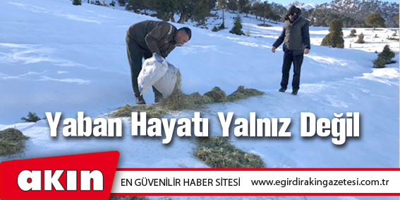 Yaban Hayatı Yalnız Değil