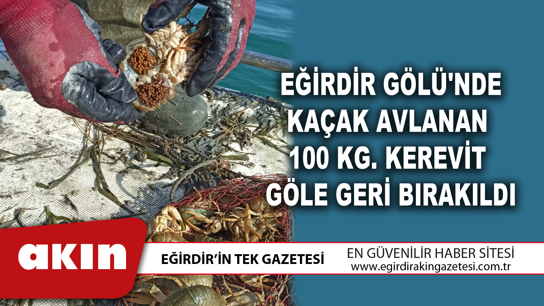 Eğirdir Gölü'nde Kaçak Avlanan 100 Kg. Kerevit Göle Geri Bırakıldı