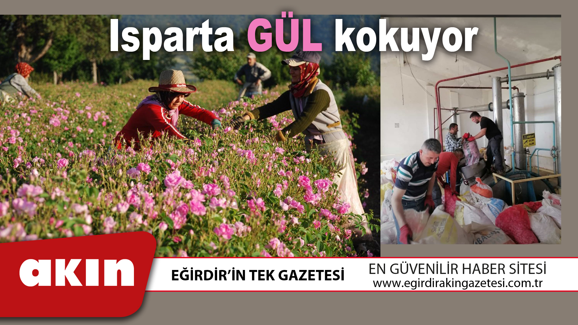 Isparta GÜL kokuyor