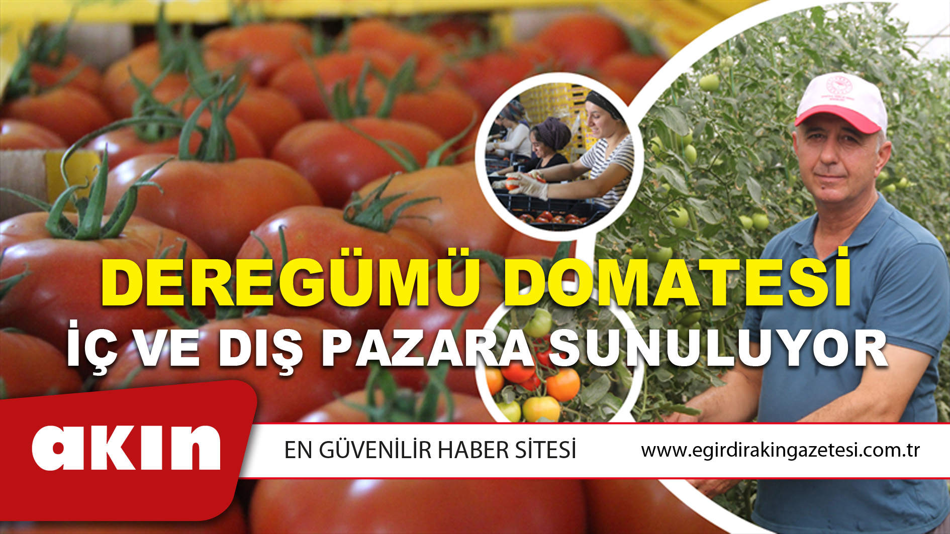 eğirdir haber,akın gazetesi,egirdir haberler,son dakika,Deregümü Domatesi İç Ve Dış Pazara Sunuluyor