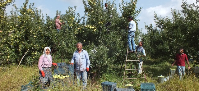 Eğirdir Boğazova'da Elma Hasatı Devam Ediyor