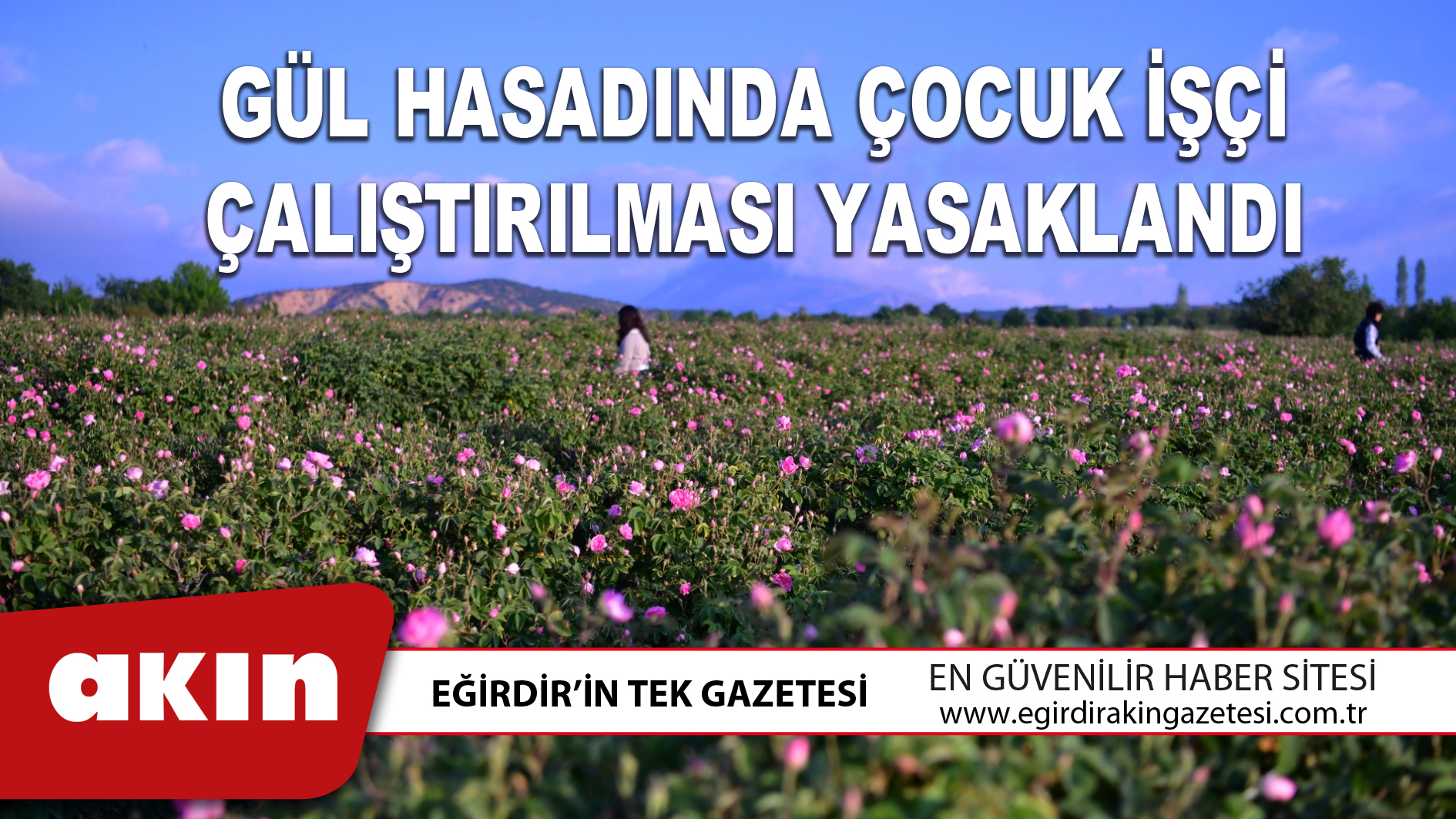 eğirdir haber,akın gazetesi,egirdir haberler,son dakika,GÜL HASADINDA ÇOCUK İŞÇİ ÇALIŞTIRILMASI YASAKLANDI