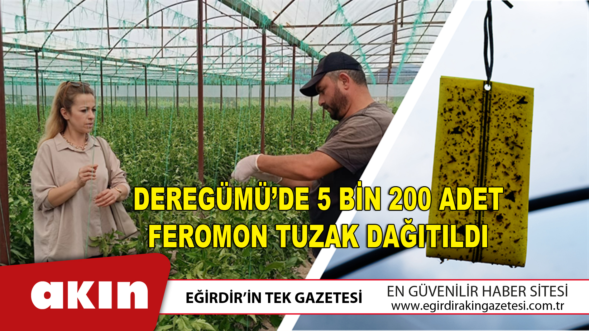 eğirdir haber,akın gazetesi,egirdir haberler,son dakika,Deregümü’de 5 Bin 200 Adet Feromon Tuzak Dağıtıldı