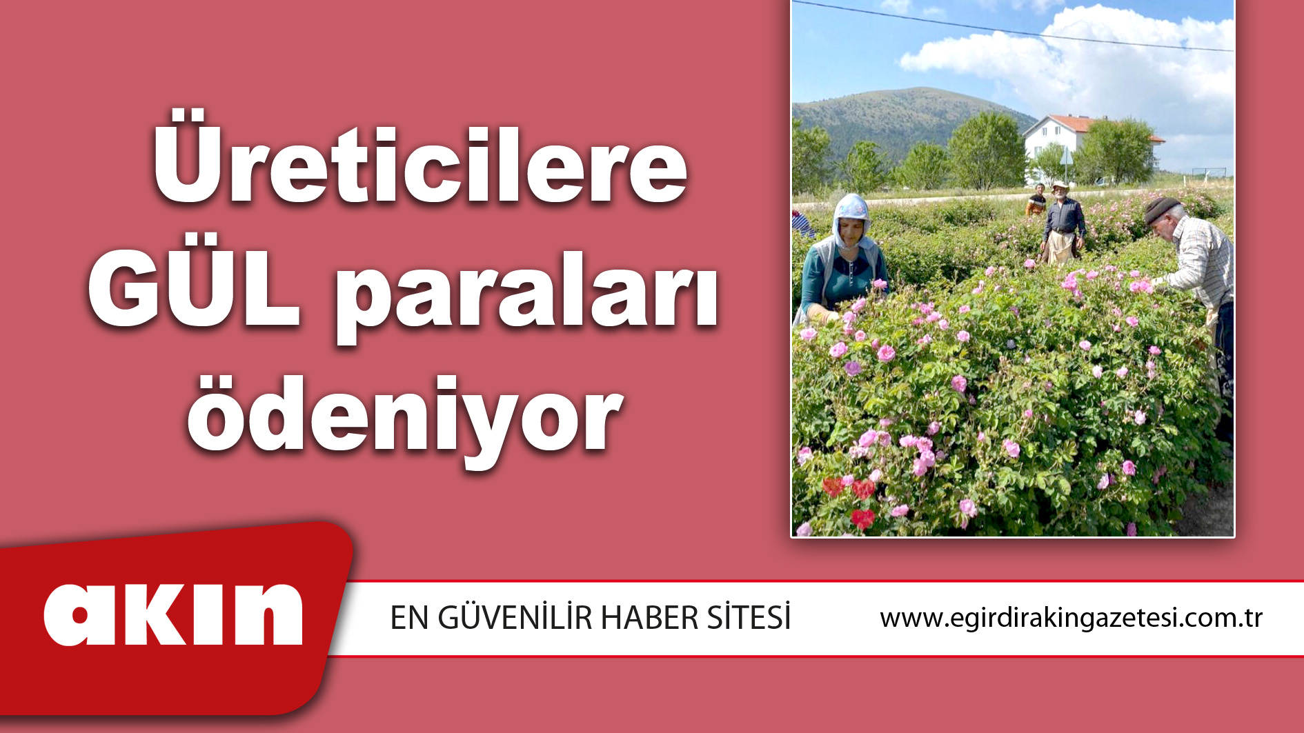 Üreticilere GÜL paraları ödeniyor 