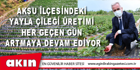 Aksu İlçesindeki Yayla Çileği Üretimi  Her Geçen Gün Artmaya Devam Ediyor
