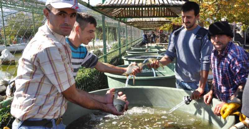 Belediye havuzlarında yetişen 250 bin yavru balık suya salınacak