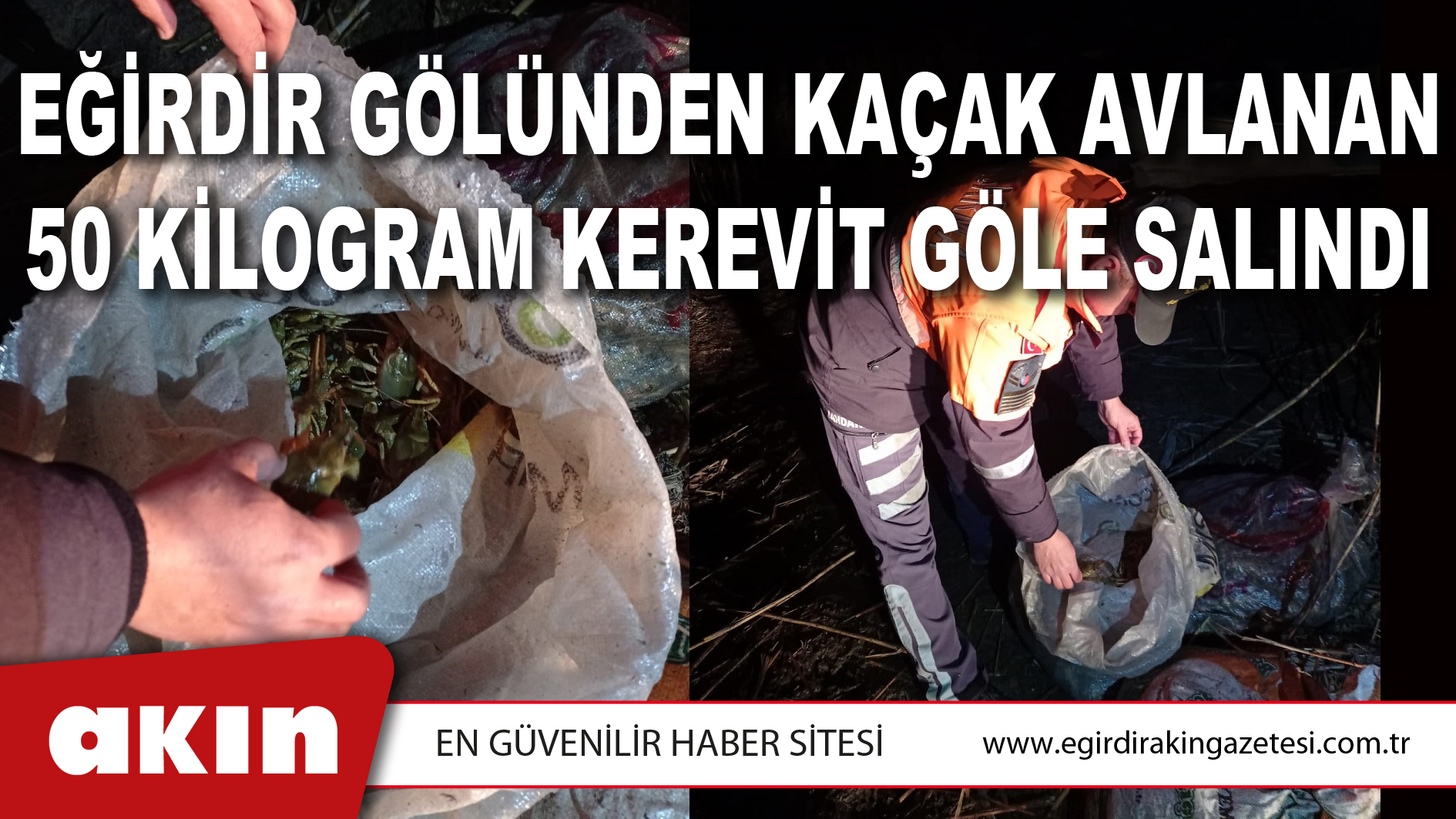EĞİRDİR GÖLÜNDEN KAÇAK AVLANAN 50 KİLOGRAM KEREVİT GÖLE SALINDI