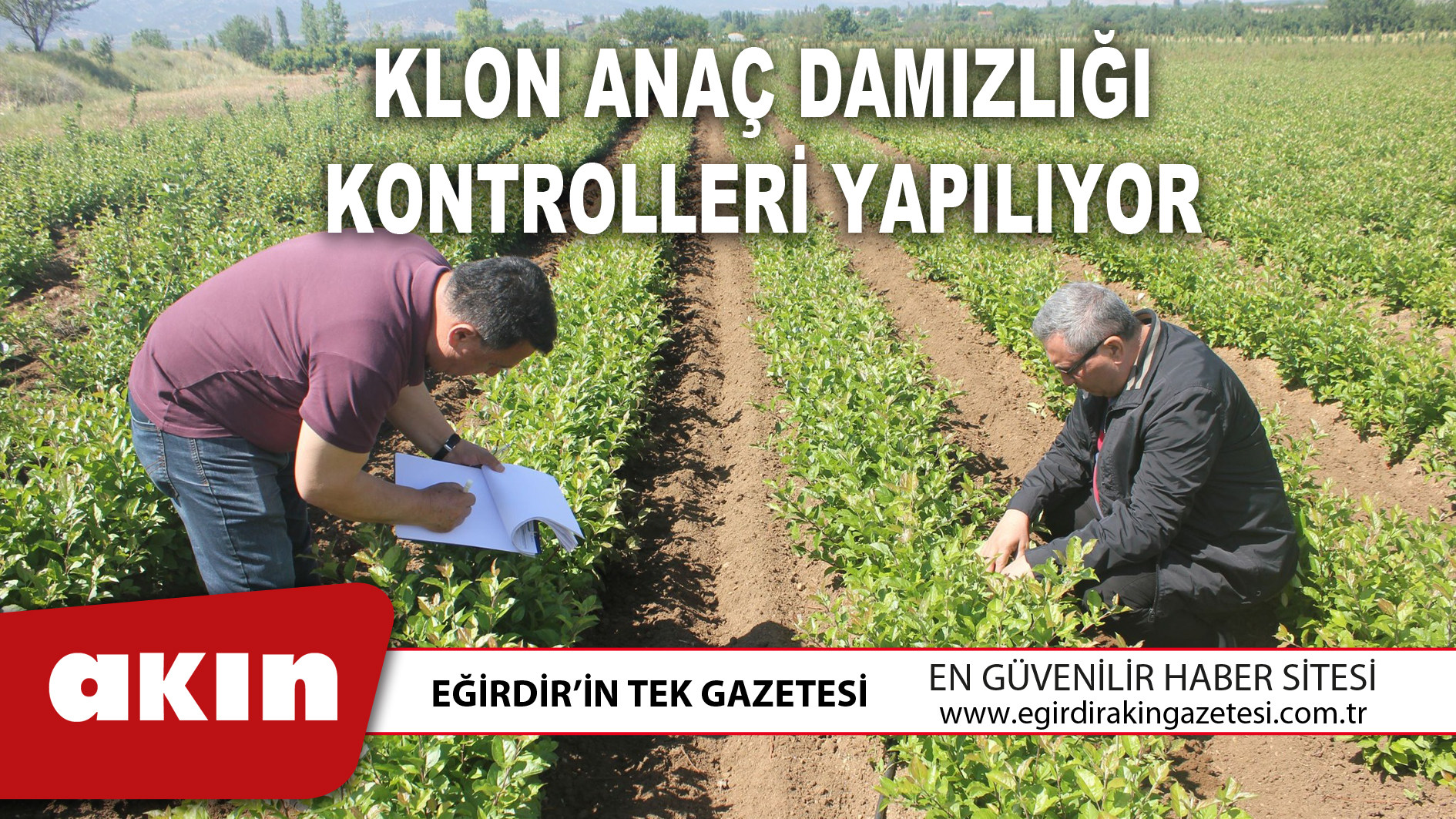 eğirdir haber,akın gazetesi,egirdir haberler,son dakika,Klon Anaç Damızlığı Kontrolleri Yapılıyor