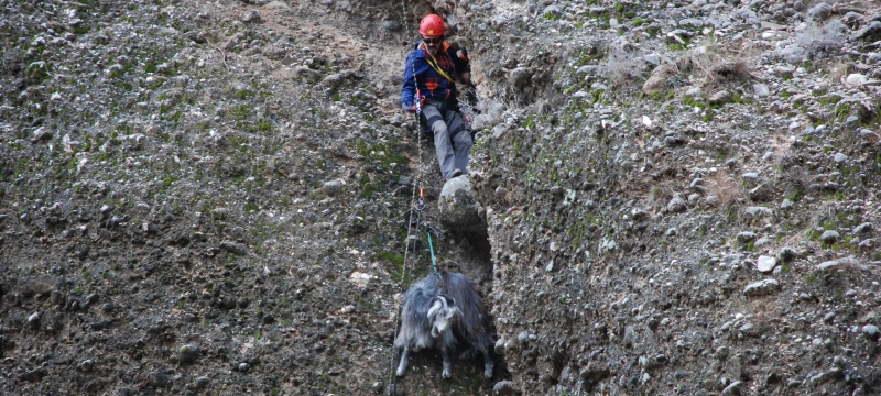 Çukur Köyünün Oğlan Uçtuğu Tepesi'nde mahsur kalan keçiler kurtarıldı