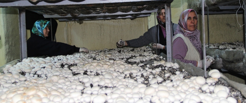 Yenişarbademli'de Mantar Yetiştiriciliğinde İlk Hasat Yapıldı