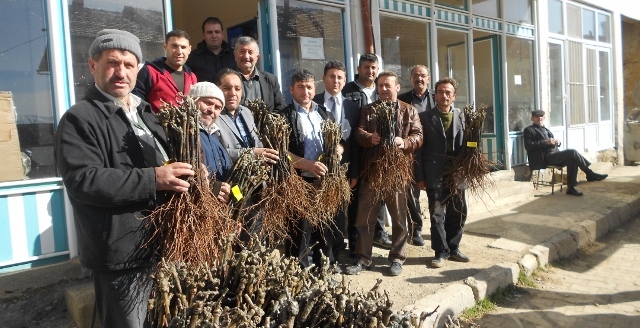 Kuyucak Köyü'nde 30.000 Asma Çubuğu Dağıtıldı