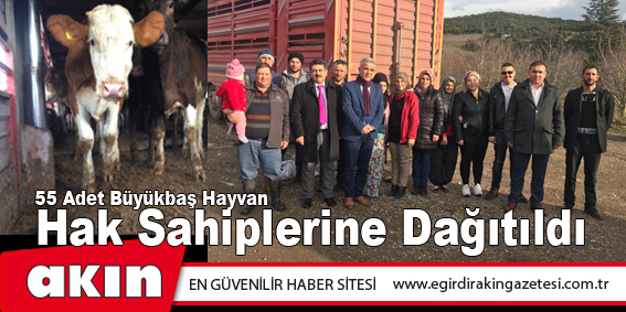 55 Adet Büyükbaş Hayvan Hak Sahiplerine Dağıtıldı
