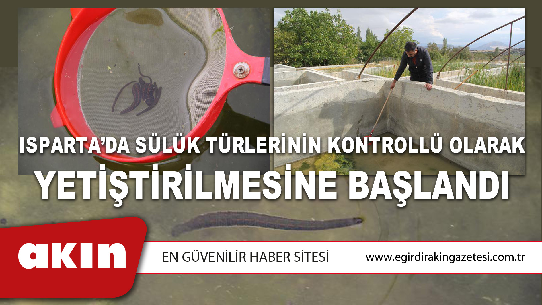 Isparta'da sülük türlerinin kontrollü olarak yetiştirilmesine başlandı