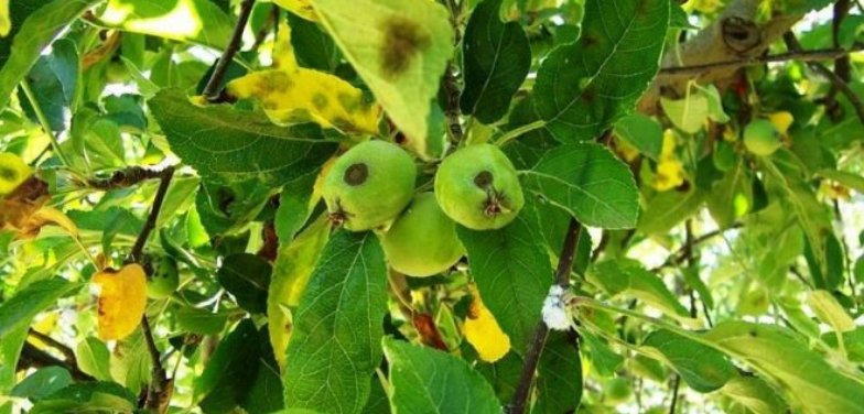 ELMADA KARALEKE MÜCADELESİ BAŞLADI