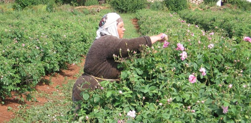 Gül Üretimi Yapan Üreticilere Tarım Bakanlığından Büyük Destek
