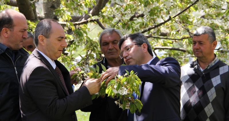 Tarım Bakanlığı Yetkilileri Zirai Don Afetiyle İlgili İncelemelerde Bulundu
