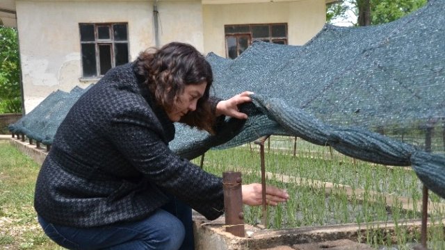 Eğirdir'de 20 bin lavanta fidesi üretiliyor...