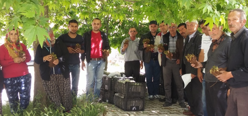 Isparta'lı Çiftçilere Çilek Fidesi Dağıtımı Yapıldı