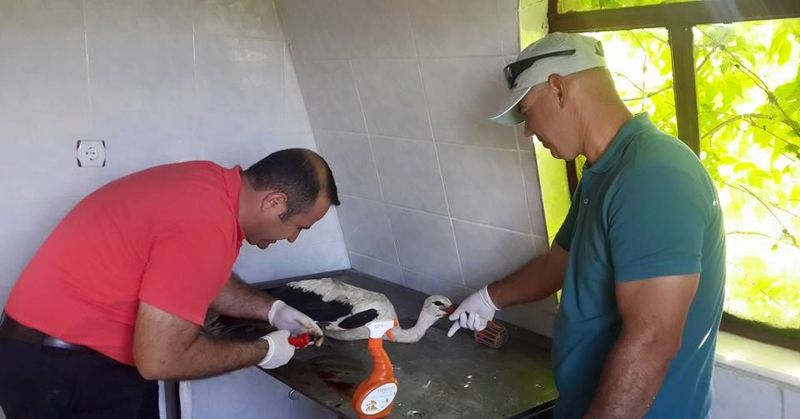 Rüya Park'ta yaralı hayvanlara ilk müdahale