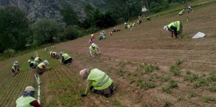 YABANİ MEYVE FİDANI YETİŞTİRİCİLİĞİNDE EN ÇOK ÇEŞİT EĞİRDİR FİDANLIĞINDA...